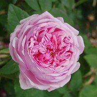 Plant Theory Comte de Chambord Portland Rose Bush Pink Flowering Roses Shrub Rose 4L Pot