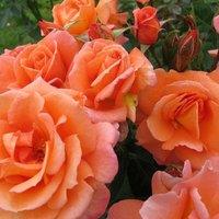 Plant Theory Scent from Heaven Rose Bush Orange Flowering Roses Rose Of The Year 2017 4L Pot