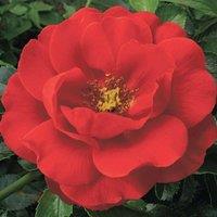 Plant Theory Flower Carpet Scarlet Rose Bush Red Flowering Roses Rounded Rose 4L Pot
