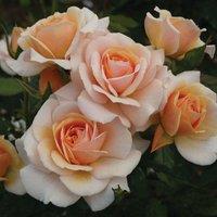 Plant Theory Sweet Honey Rose Bush Orange Flowering Roses Floribunda Rose 4L Pot