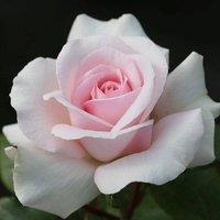 Plant Theory A Whiter Shade of Pale Rose Bush White Flowering Roses Hybrid Tea Rose 4L Pot