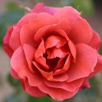 Plant Theory Hot Chocolate Rose Bush Red Flowering Roses Floribunda Rose 4L Pot