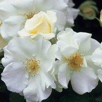 Plant Theory Flower Carpet White Rose Bush White Flowering Roses Rounded Rose 4L Pot