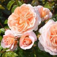 Plant Theory It's A Wonderful Life Rose Bush Pink Flowering Roses Floribunda Rose 4L Pot