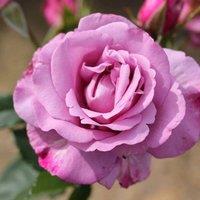 Plant Theory My Lovely Dad Rose Bush Pink Flowering Roses Floribunda Rose 4L Pot