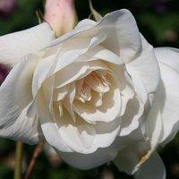 Plant Theory Iceberg Rose Bush White Flowering Roses Floribunda Rose 4L Pot