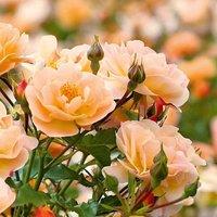 Plant Theory Flower Carpet Amber Rose Bush Yellow Flowering Roses Rounded Rose 4L Pot