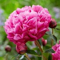 Plant Theory Kansas Peony Perennials Flowering Plants Paeonia Lactiflora 4L Pot in Green