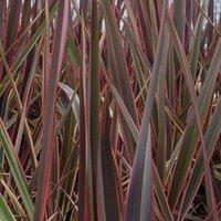 Plant Theory Maori Queen New Zealand Flax Outdoor Shrub Plant Phormium 3L Pot in Green