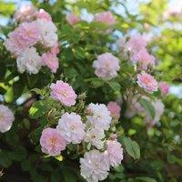 Plant Theory Paul's Himalayan Musk Rose Bush White Flowering Roses Rambler Rose 4L Pot