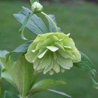 Plant Theory Harvington Double Lime-Green Lenten Rose Hellebore Flowering Plants 2L Pot in Green