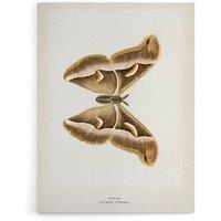 Artery8 Ailanthus Silkmoth Vintage Illustration Denton Canvas Wall Art Print in White | Size: W18 x H24