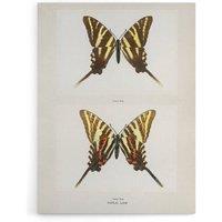 Artery8 Papilio Ajax Butterfly Vintage Artwork Denton Canvas Wall Art Print in White | Size: W24 x H32