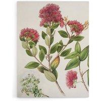 Artery8 New Zealand Rata Flowers Illustration Featon Canvas Wall Art Print in Beige | Size: W18 x H24