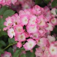 Plant Theory Ballerina Rose Bush Pink Flowering Roses Polyantha Shrub 4L Pot