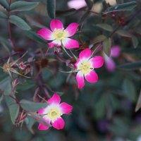 Plant Theory Glauca Rose Bush Pink Flowering Roses Shrub Rose 4L Pot