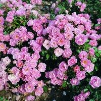 Plant Theory Surrey Rose Bush Pink Flowering Roses Ground Cover Rose 4L Pot