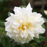 Plant Theory Albric Barbier Rose Bush White Flowering Roses Rambler Rose 4L Pot