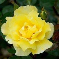 Plant Theory Golden Showers Rose Bush Yellow Flowering Roses Climbing Rose 4L Pot