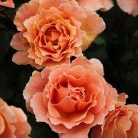 Plant Theory Just Joey Rose Bush Orange Flowering Roses Hybrid Tea Rose 4L Pot