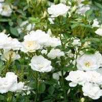 Plant Theory Kent Rose Bush White Flowering Roses Ground Cover Roses 4L Pot