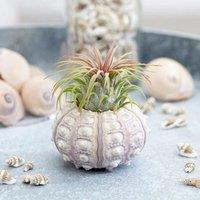Primrose Tillandsia 'The Air Plant' Sputnik Air Plant - Easy Care 5cm Plants for Indoors in Green