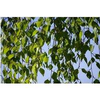 Direct Plants Betula Pendula Youngii Weeping Birch Tree 6ft Tall Supplied in a 12 Litre Pot by Directplants in Green