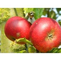 Direct Plants Apple Discovery Fruit Tree 6ft Tall Supplied in a 12 Litre Pot by Directplants in Red