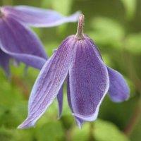 Plant Theory Clematis Alpina Purple Flowering Vine Climbing Plant 60cm Cane 3L Pot