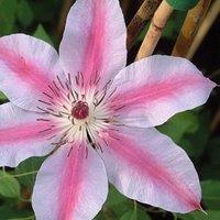 Plant Theory Clematis Nelly Moser Pink Flowering Vine Climbing Plant 60cm Cane 3L Pot