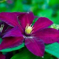Plant Theory Clematis Niobe Burgandy Flowering Vine Climbing Plant 60cm Cane 3L Pot in Burgundy