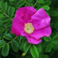 Plant Theory Rubra Rose Bush Pink Flowering Roses Red Japanese Shrub Rose 4L Pot