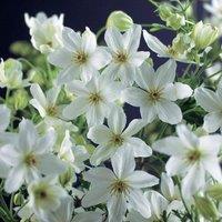 Plant Theory Clematis Cartmanii Joe White Flowering Vine Climbing Plant 60cm Cane 3L Pot