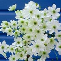 Plant Theory Clematis Early Sensation White Flowering Vine Climbing Plant 60cm Cane 3L Pot