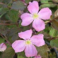 Plant Theory Clematis Montana Tetrarose Pink Flowering Vine Climbing Plant 60cm Cane 3L Pot