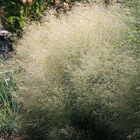 Plant Theory Goldtau Tufted Hair Grass Deschampsia Cespitosa Outdoor Ornamental Plant 2L Pot in Green