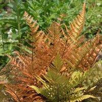 Plant Theory Buckler Fern Dryopteris Erythrosora Hardy Outdoor Ferns Jungle Plant 2L Pot in Green