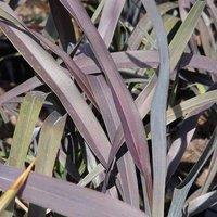 Plant Theory Platt's Black New Zealand Flax Outdoor Shrub Plant Phormium 2L Pot in Green