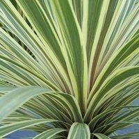 Plant Theory Torbay Dazzler Cabbage Palm Shrub Plant Cordyline Australis 2L Pot in Green
