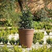 Primrose Tall Round Planter in Rust 48.5cm in Brown
