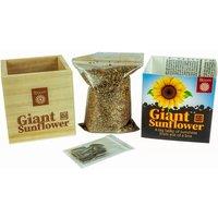 Funtime Gifts Grow Your Own Giant Sunflower