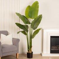 Scottish Everlastings Ltd 180cm Real Touch Banana Tree in Green