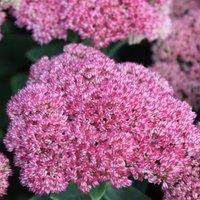 Plant Theory Herbstfreude Stonecrop Perennials Flowering Plants Hylotelephium 2L Pot in Green