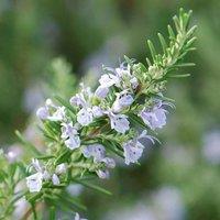 Plant Theory Rosemary Outdoor Shrub Plant Rosmarinus Officinalis 2L Pot in Green