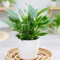 Primrose Spathiphyllum Peace Lilly Plant 30cm Houseplant 9cm Pot in Green