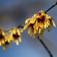 Plant Theory Wintersweet Outdoor Shrub Plant Chimonanthus Praecox Garden Plants 2L Pot in Green