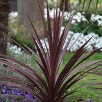 Plant Theory Red Star Cabbage Palm Outdoor Shrub Plant Cordyline Australis 2L Pot in Green