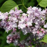 Plant Theory Katherine Havemeyer Common Lilac Shrub Plant Syringa Vulgaris 3L Pot in Green
