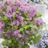Plant Theory Flowerfesta Pink Dwarf Lilac Outdoor Shrub Plant Syringa Meyeri 3L Pot in Green