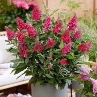 Plant Theory Little Ruby Butterfly Bush Outdoor Shrub Plant Buddleja 2L Pot in Green
